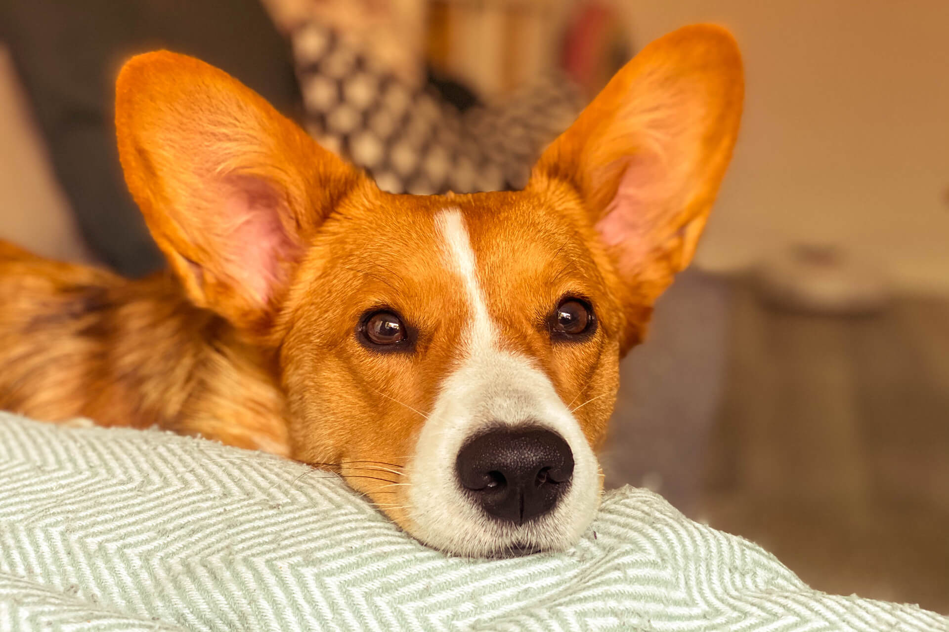 Transfer Rescue Dogs